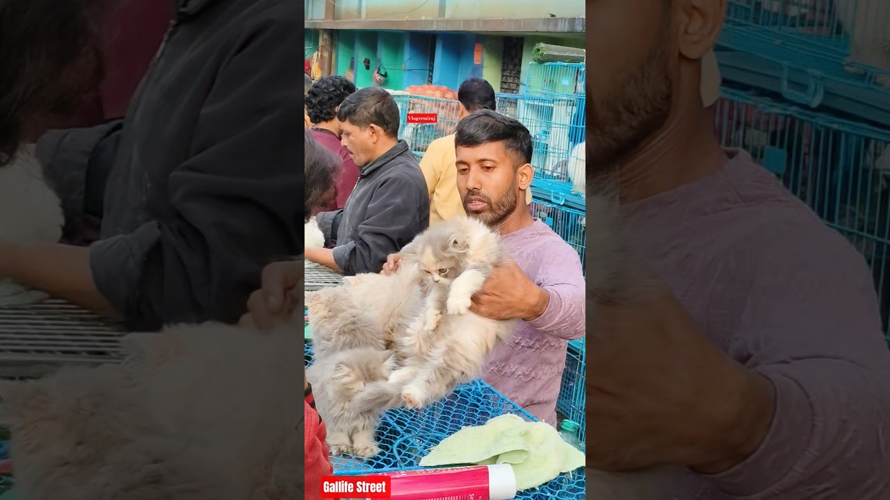 Pet Market Kolkata 😍/lowest price puppy dog/Gallif Street dogs #shorts #viral #dog #dogs #doglover