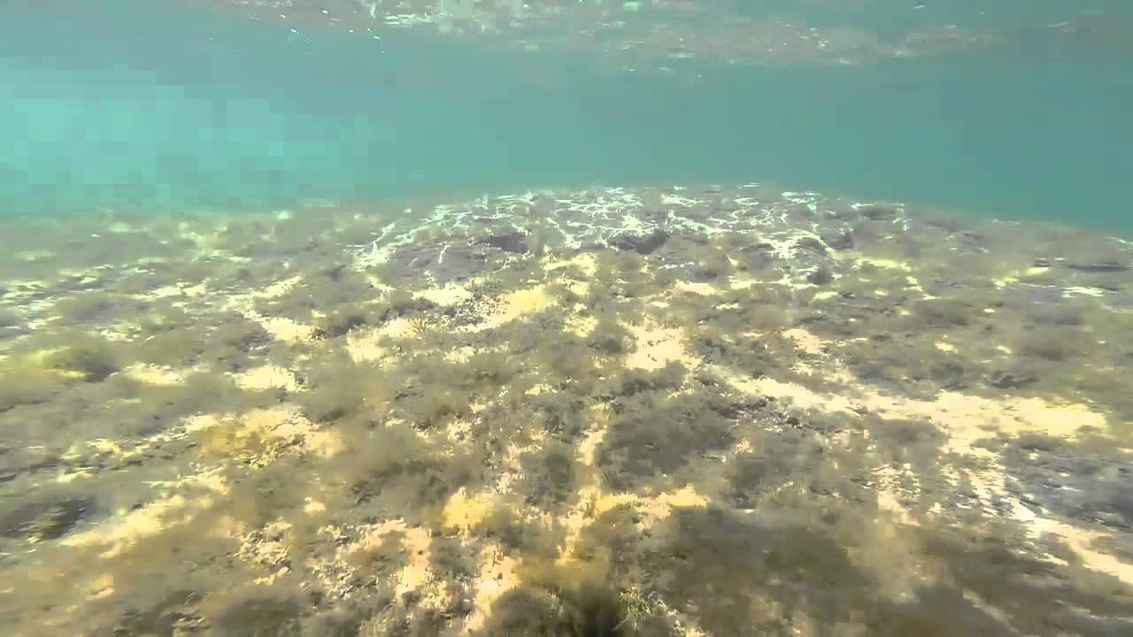 Snorkeling Kimmeridge bay