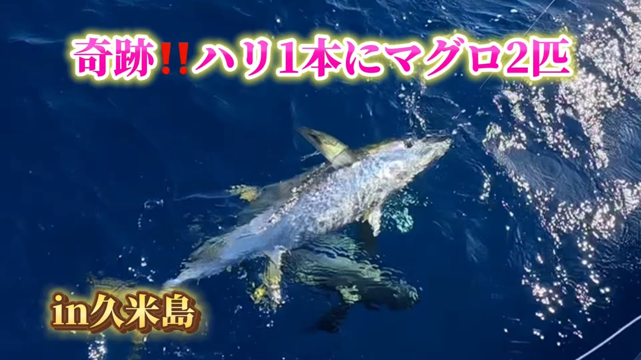 15回目の沖縄県久米島での4泊5日マグロ釣り‼️（1〜2日目）