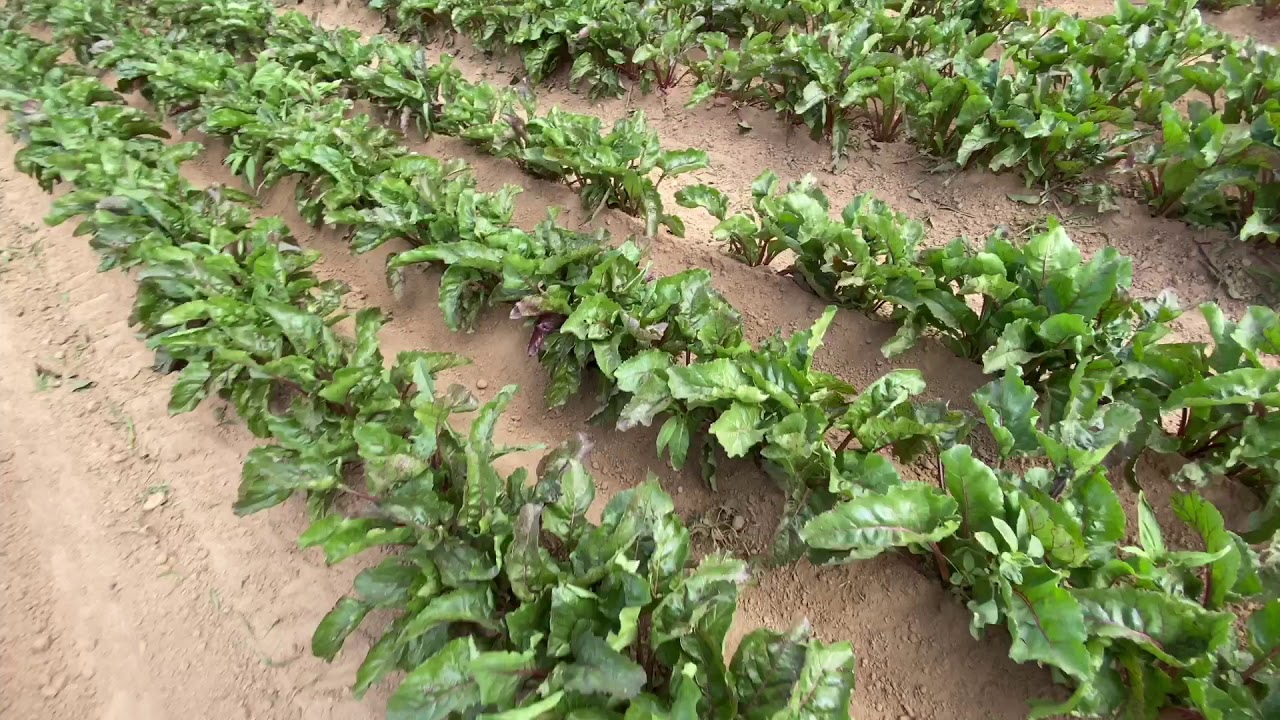 Aprèm binage betteraves et haricots