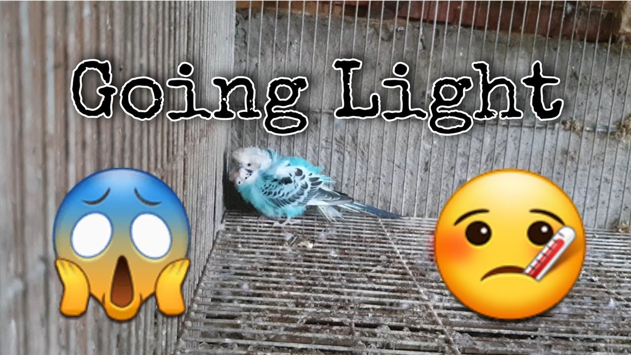 Going Light in Lovebirds and Parakeets