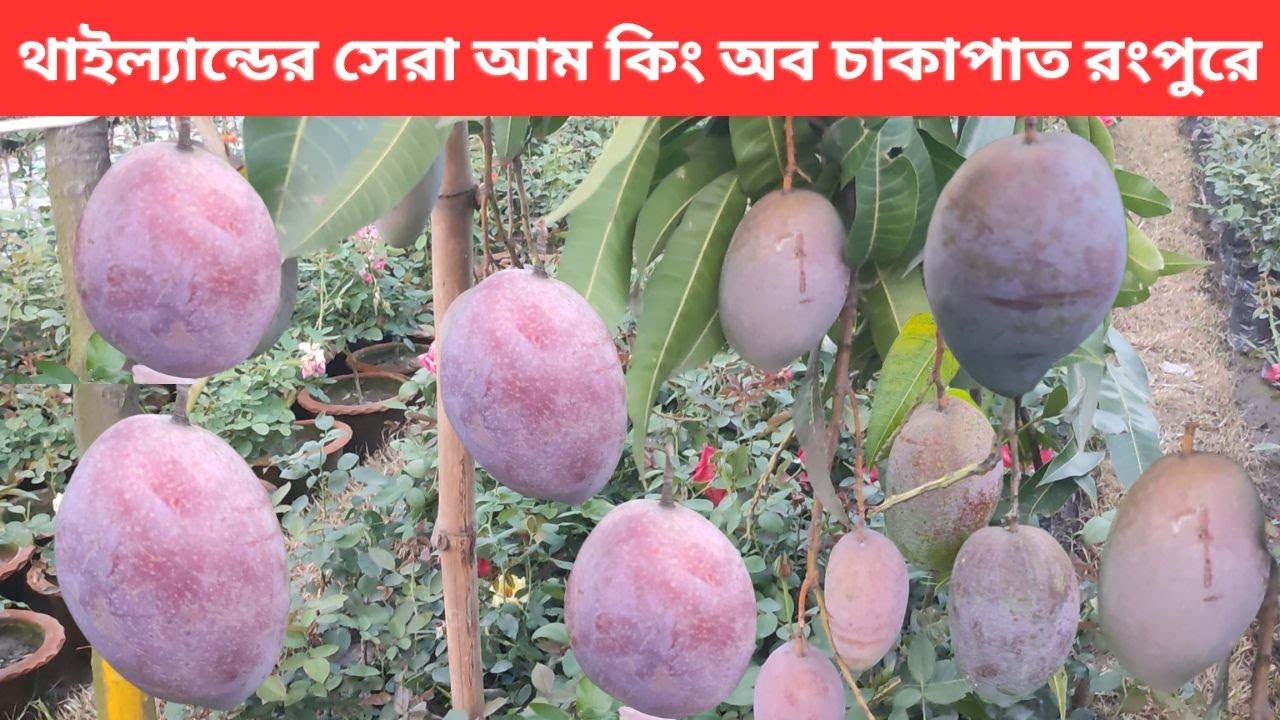 কিং অব চাকাপাত বিদেশি আমের মধ্যে সেরা ।। The King of Chakapat Mango