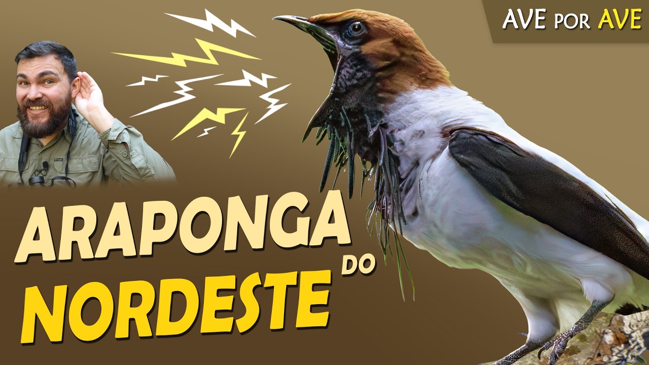 ARAPONGA-DO-NORDESTE: O Ferreiro das Matas Nordestinas! | Ave por Ave
