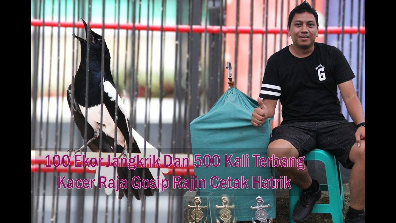 PIALA DANLANAL CILACAP : 100 ekor Jangkrik/ Hari + Terbang 500 Kali, Kacer Raja Gosip Rajin Hatrick