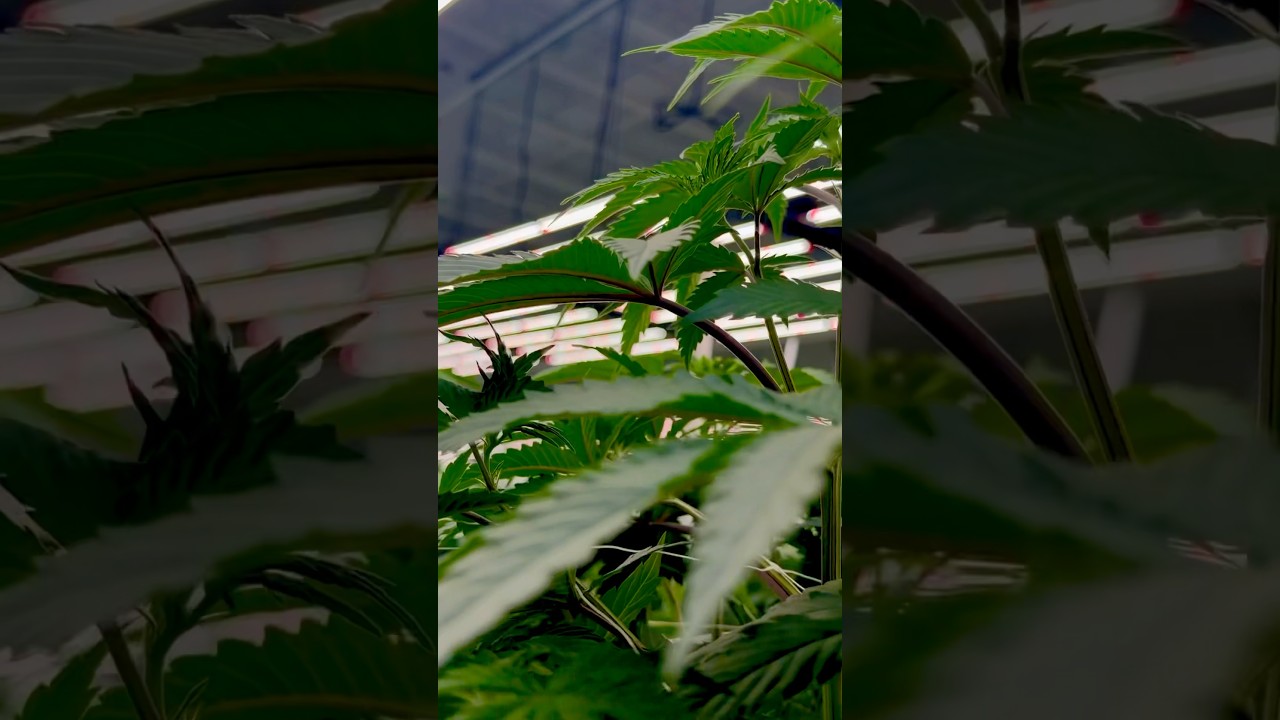 #cannabisgrowers #homegrow #growtips #cannabisgrow #trichomes #weedfarmer