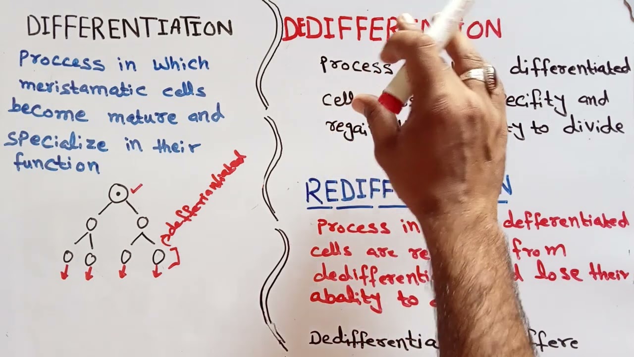 Differentiation|| dedifferentiation||redifferentiation||