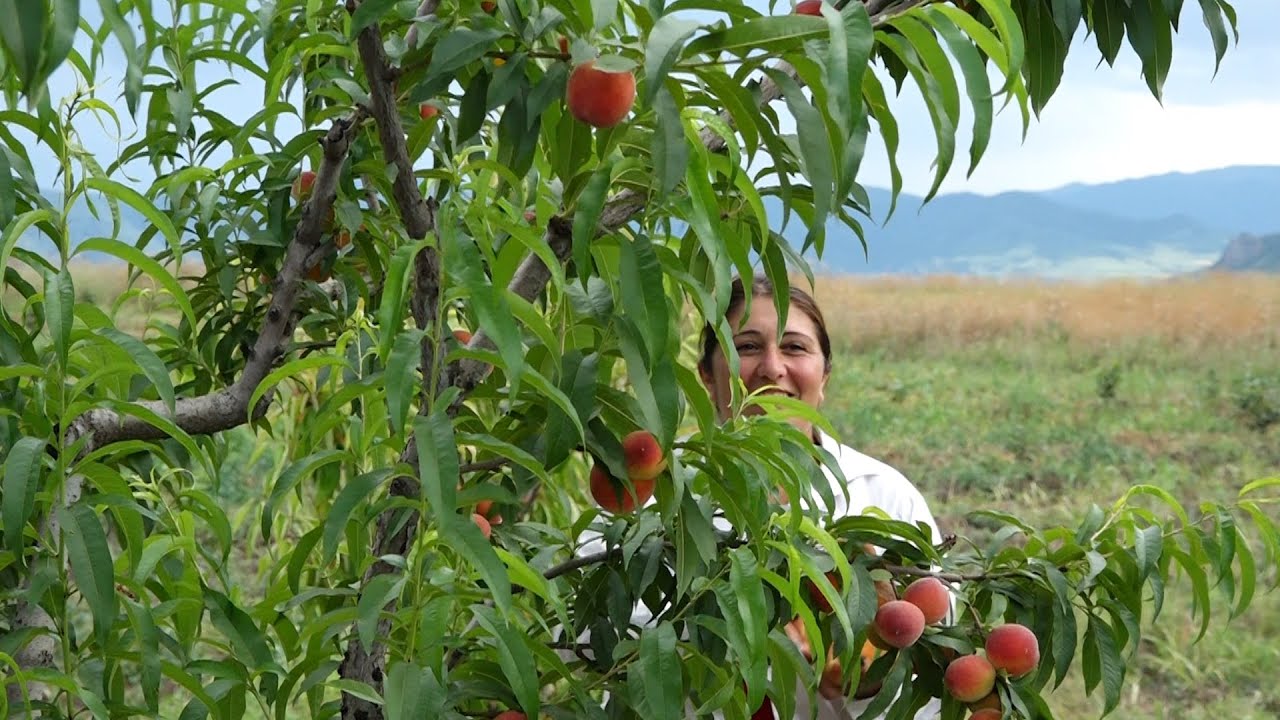 «Դեղձավանում դեղձ չկա»․ գյուղացի