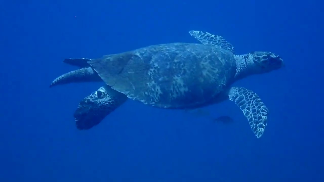 Diving in Saint Lucia - September 2025