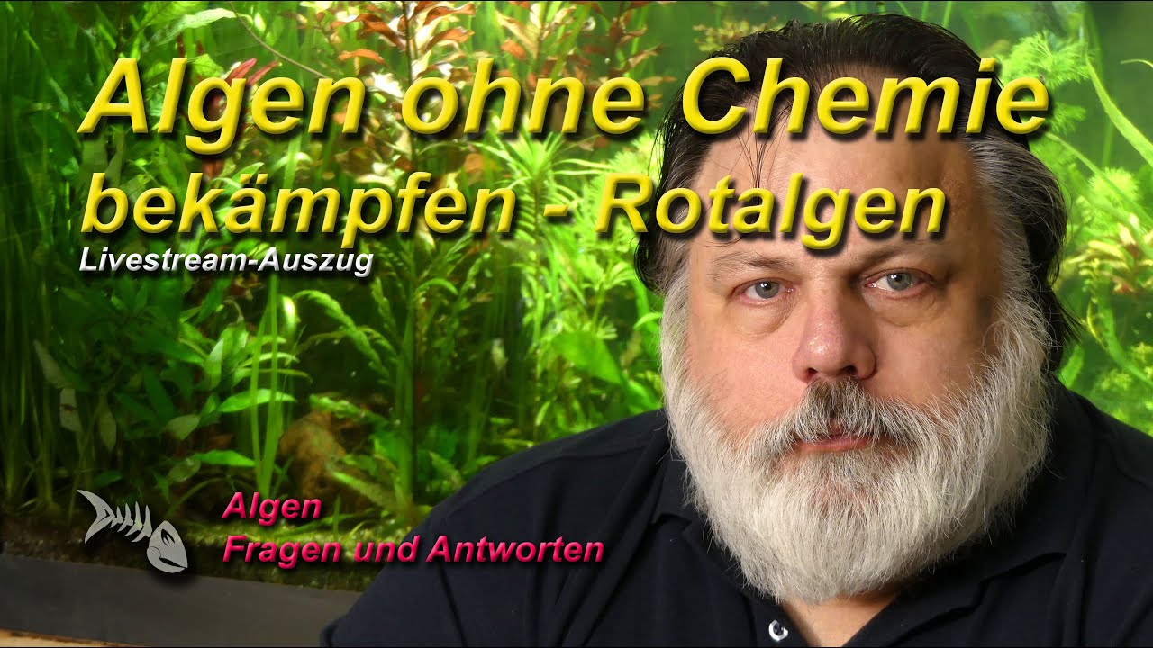 Algen, Algen, Algen - #3 Bart- und Pinselalgen - Warum ich Algen im Aquarium nie mit Chemie bek&auml;mpfe