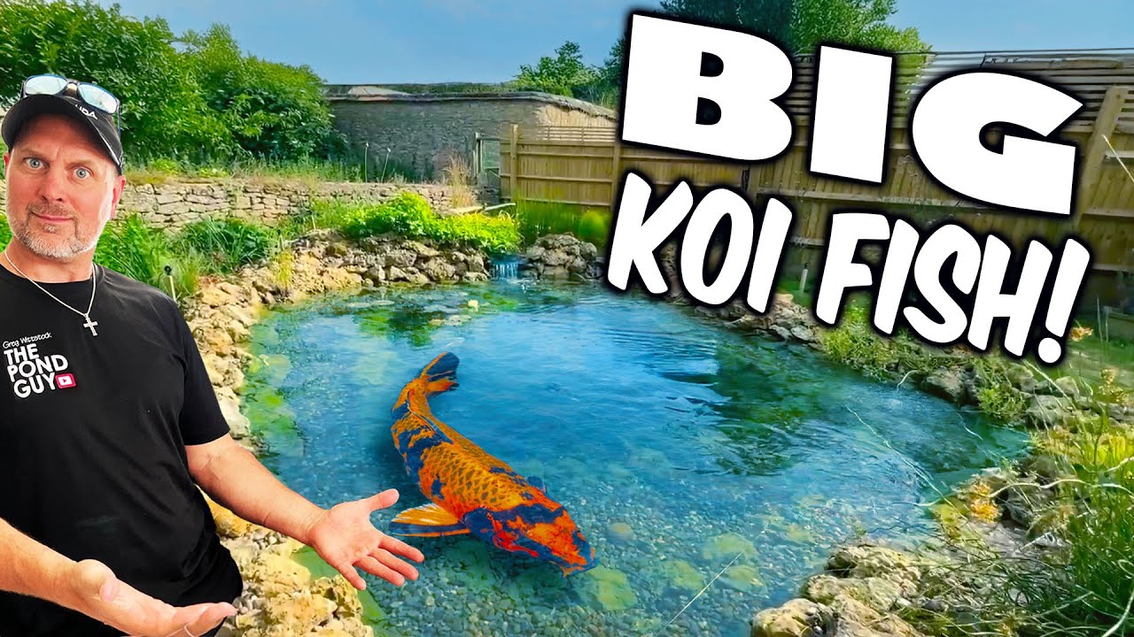 BIG Koi, Small Pond