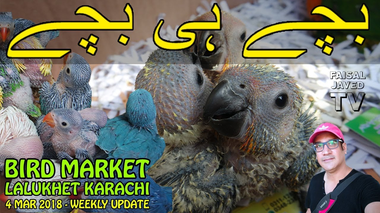 Totay kay Bachay and Talking Parrot | Lalukhet Sunday Birds Market | Video in URDU/HINDI