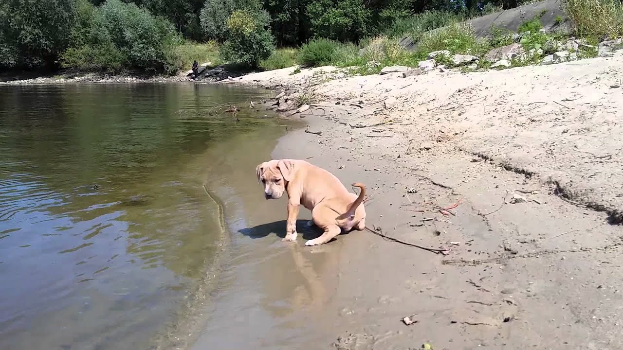 Sweet amstaff in the water