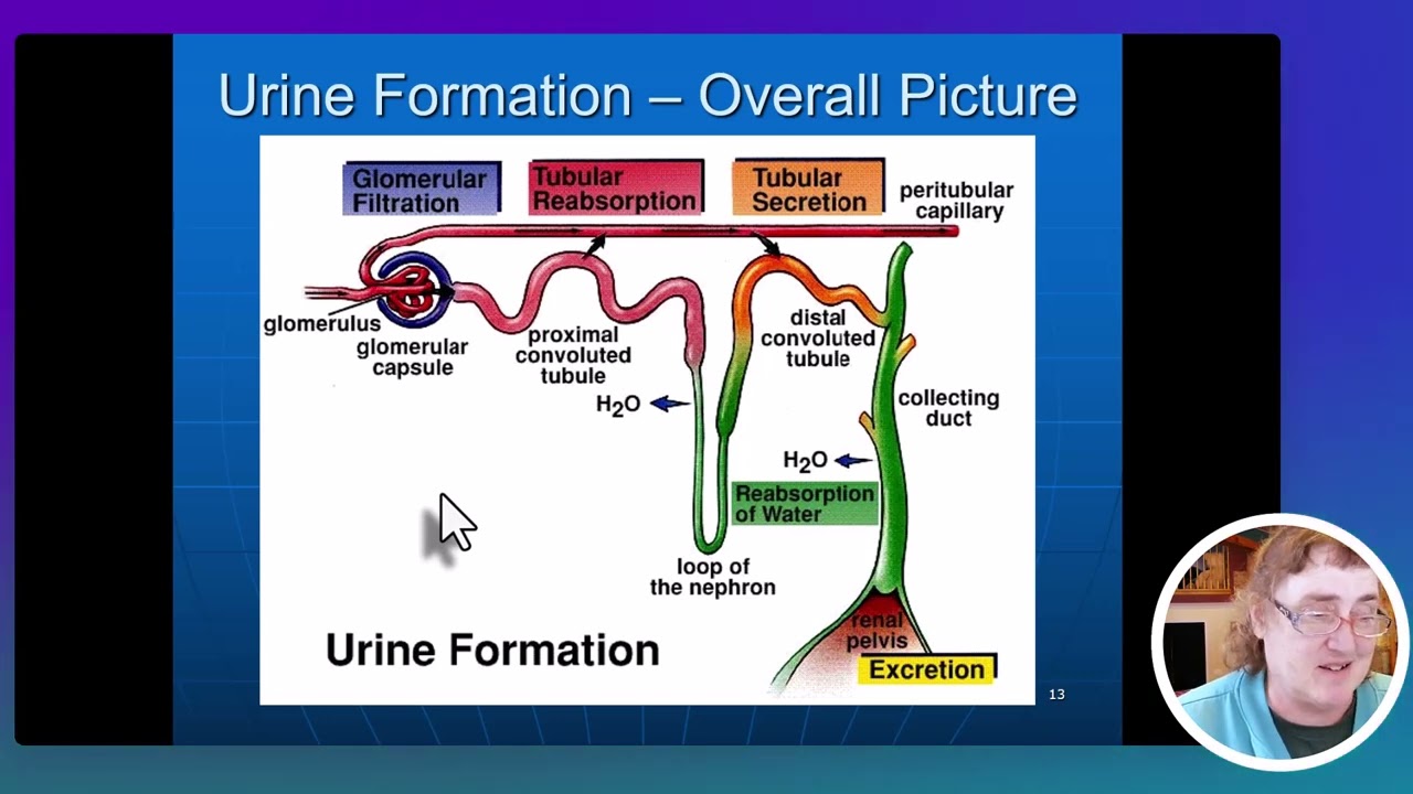 A&P2 Urinary System Module 1 - Anatomy and Urine Formation