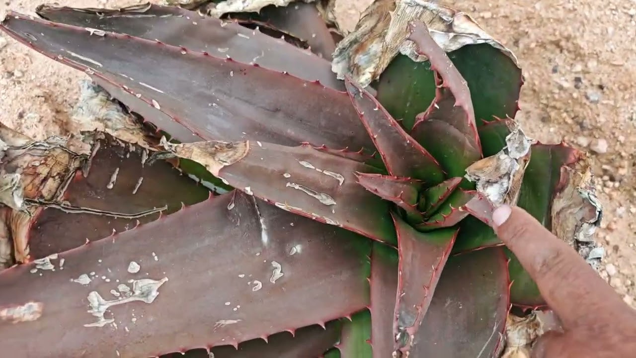 Nuestros aloes están reviviendo!