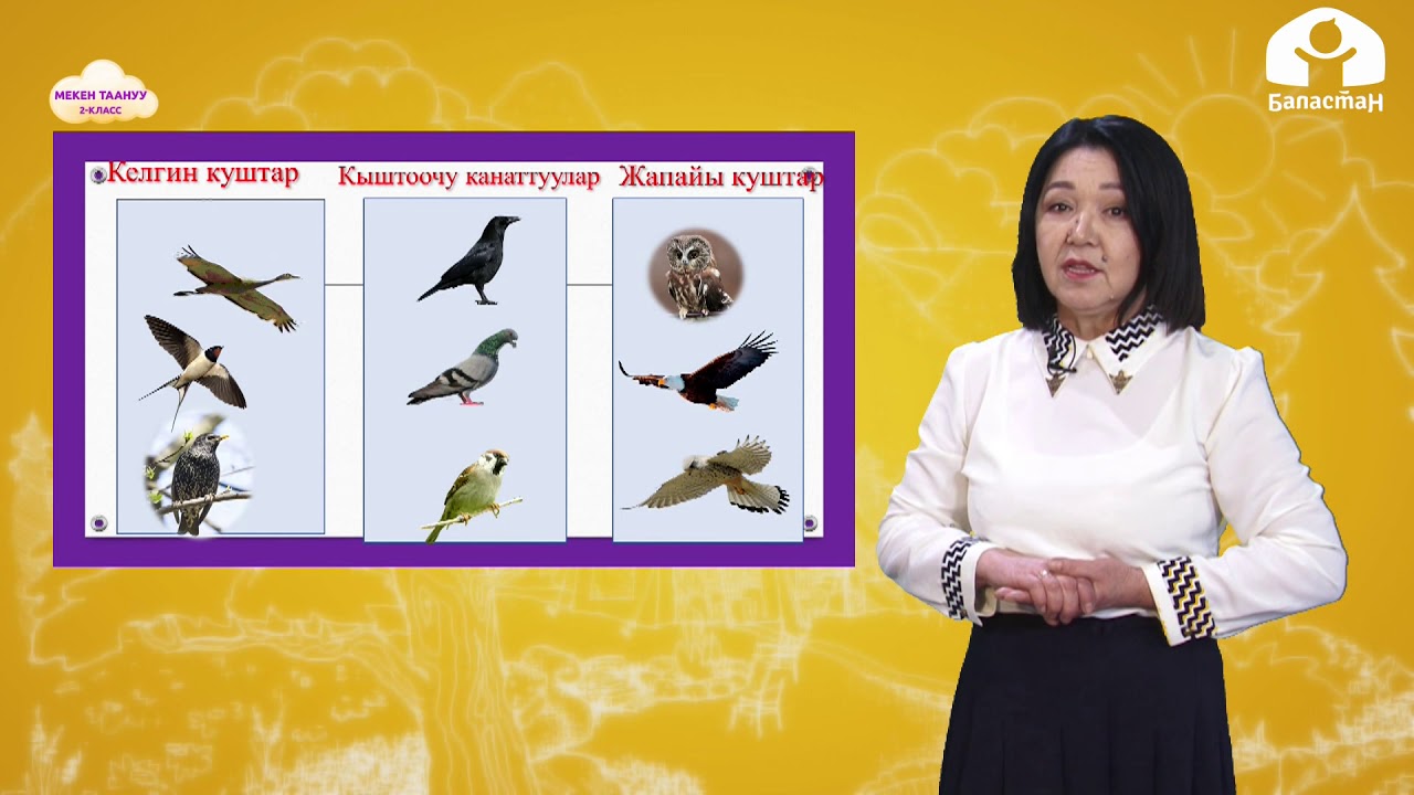 МЕКЕН ТААНУУ 2-класс / Үй канаттуулар. Жапайы канаттуулар / ТЕЛЕСАБАК 19.03.21