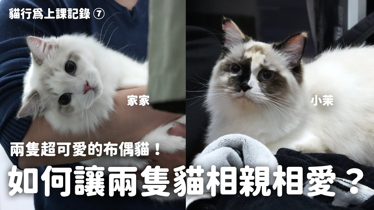 貓行為訓練師温温｜我想再帶新貓回家怎麼做？如何讓兩隻貓相親相愛？新舊貓隔離與引入步驟解析｜布偶貓｜貓行為上課記錄 EP7
