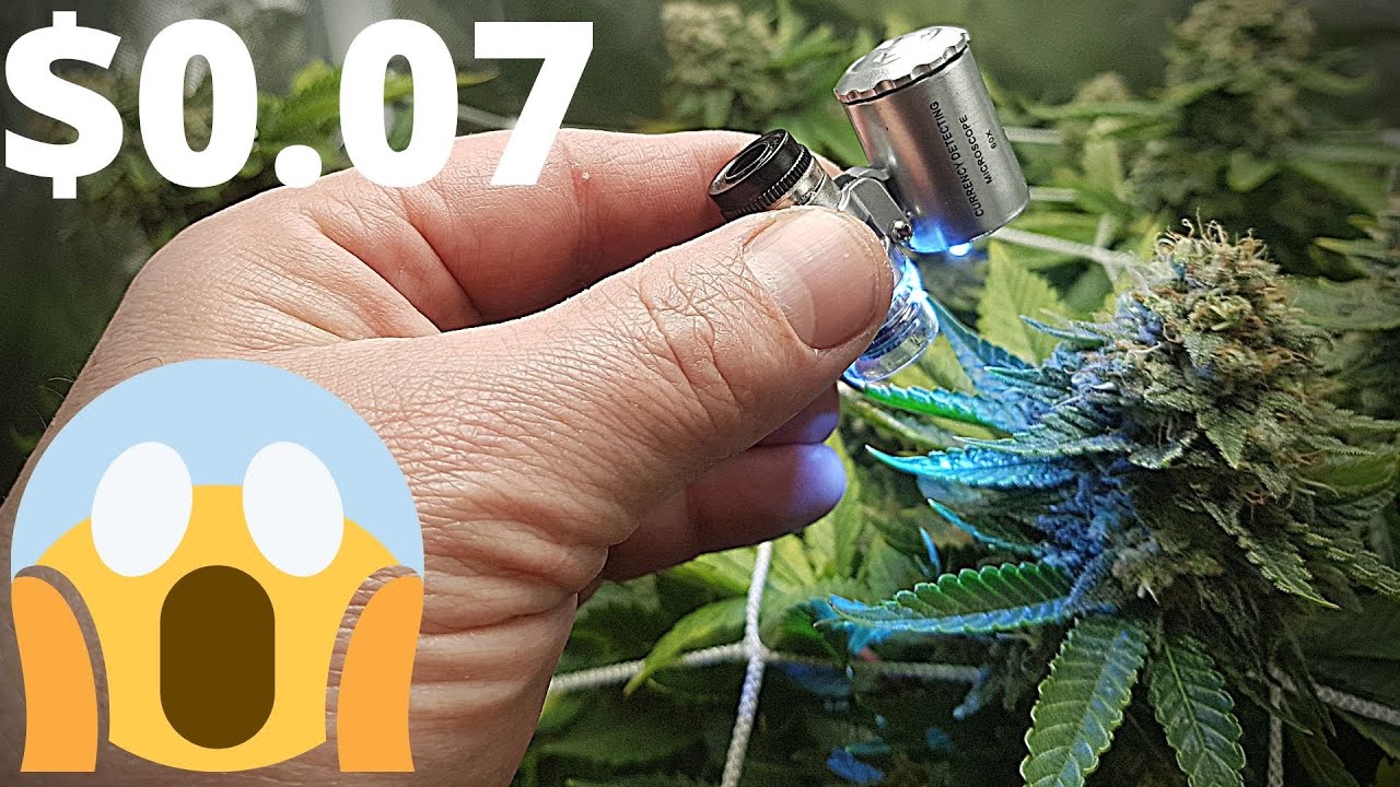 How To check trichomes with a mini microscope on a budget