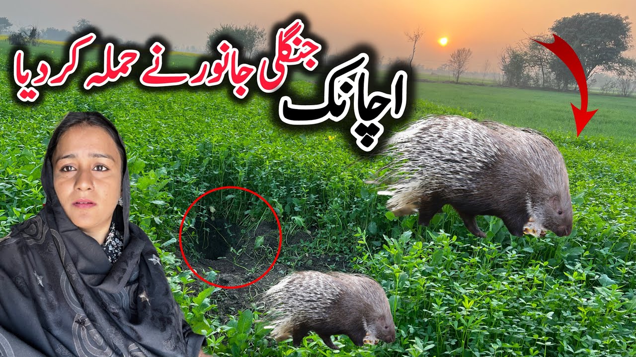 Jangli Janwar Ka Hamla || Pure Village Life Family Vlog