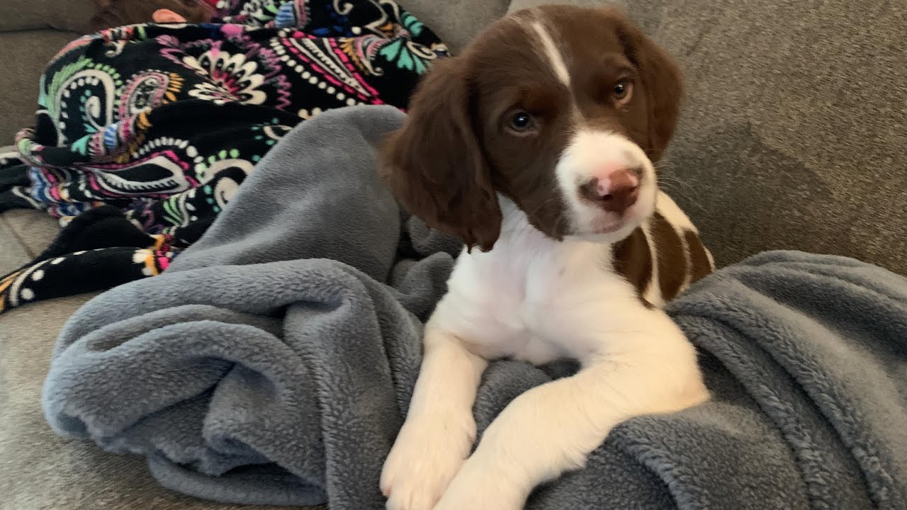 We Got Our Second Brittany Spaniel Puppy, Meet Piper!
