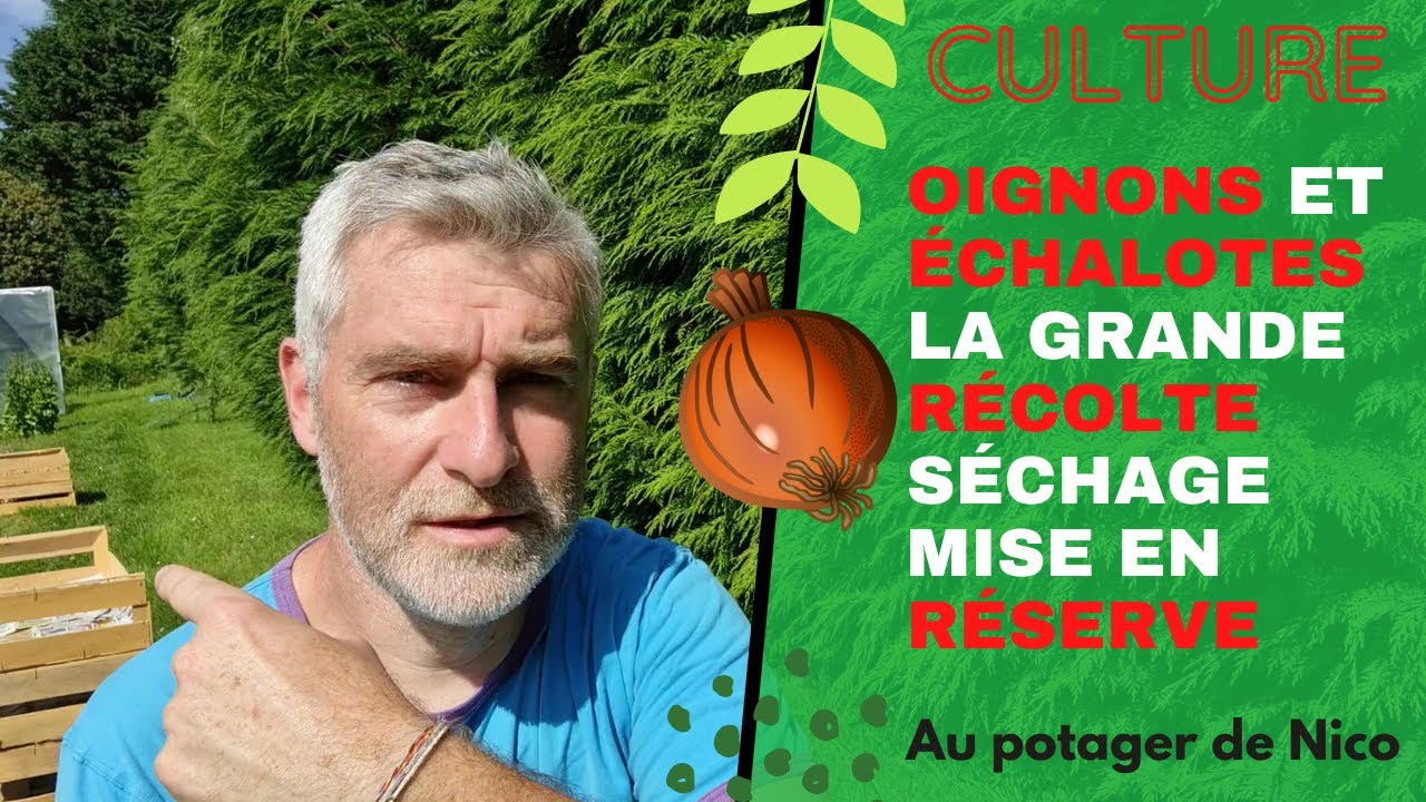 Grande récolte 😀 des échalotes et des oignons - tuto séchage et mise en  conservation