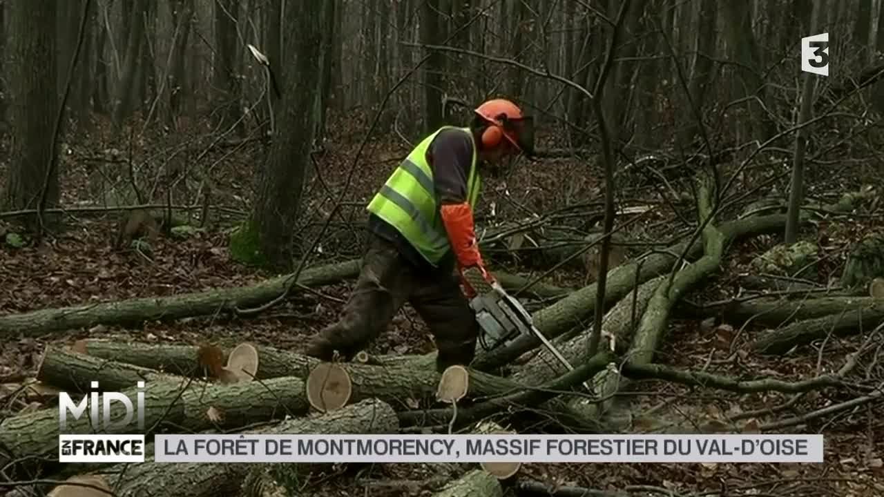 VU D'ICI : La forêt de Montmorency, massif forestier du Val d'Oise