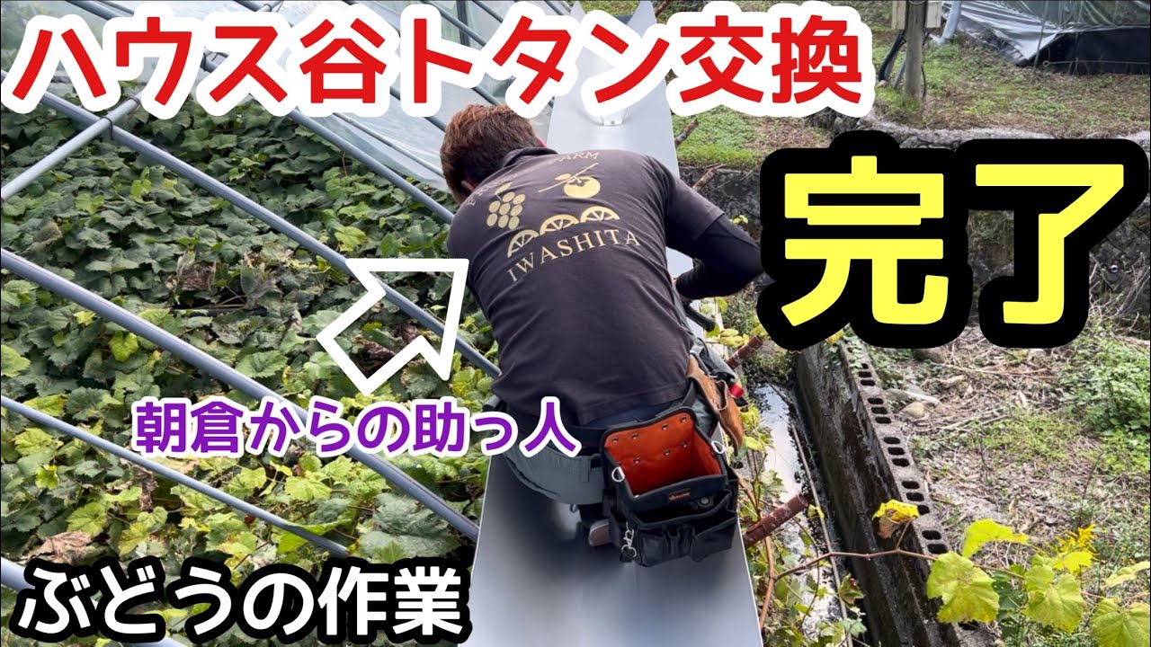 「ぶどうの作業」ハウスの谷トタン交換完了編！朝倉から助っ人も参戦！