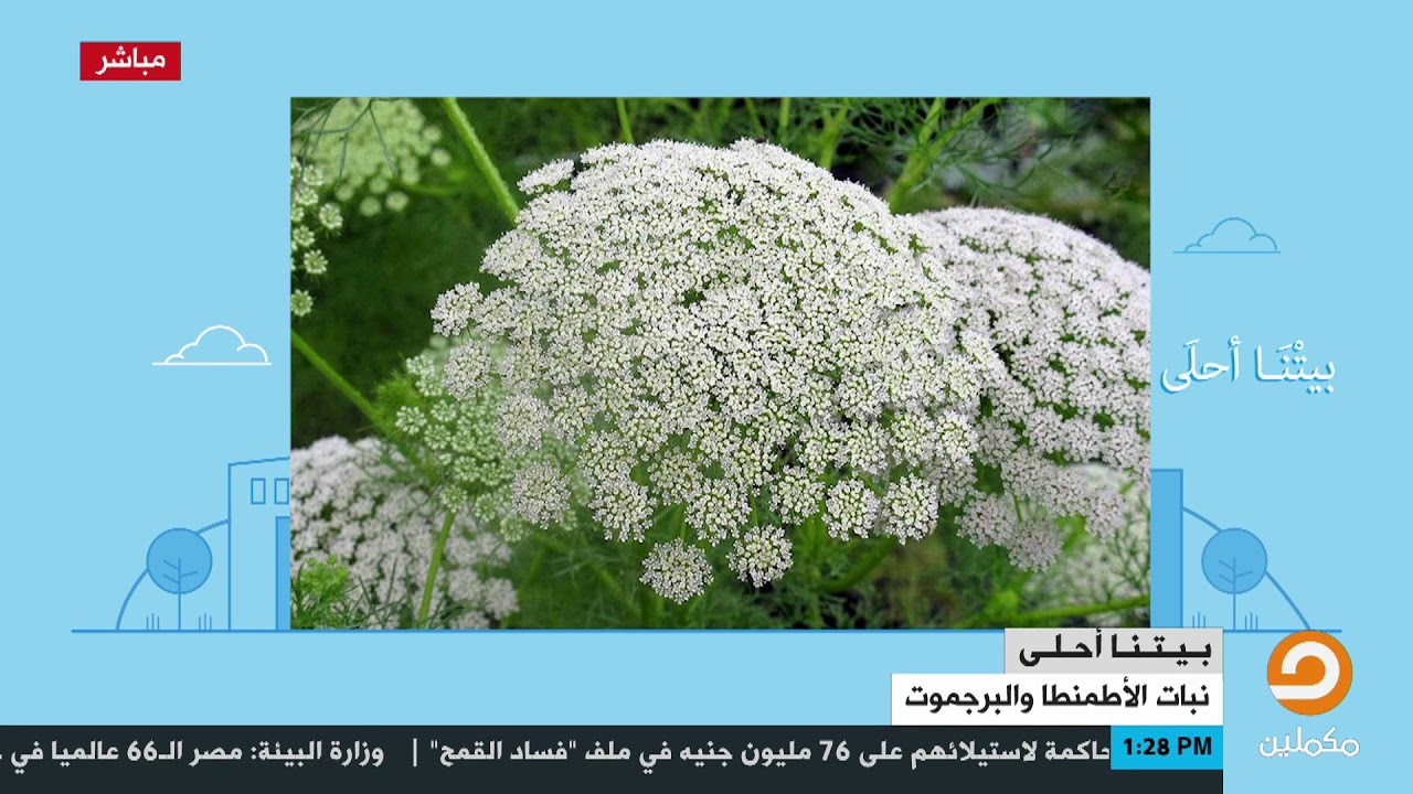تعرف على عشبة الأطمنطا والبرجموت وفوائدها الصحية !