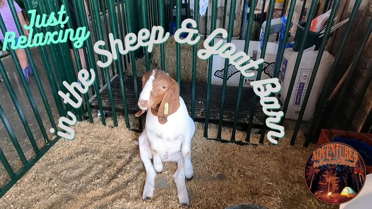 Sheep & Goat Barn Porter County Fair 2021