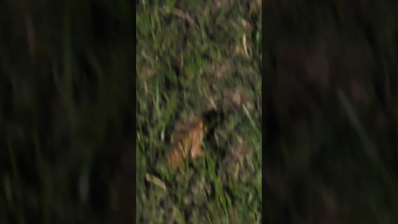 frog cam