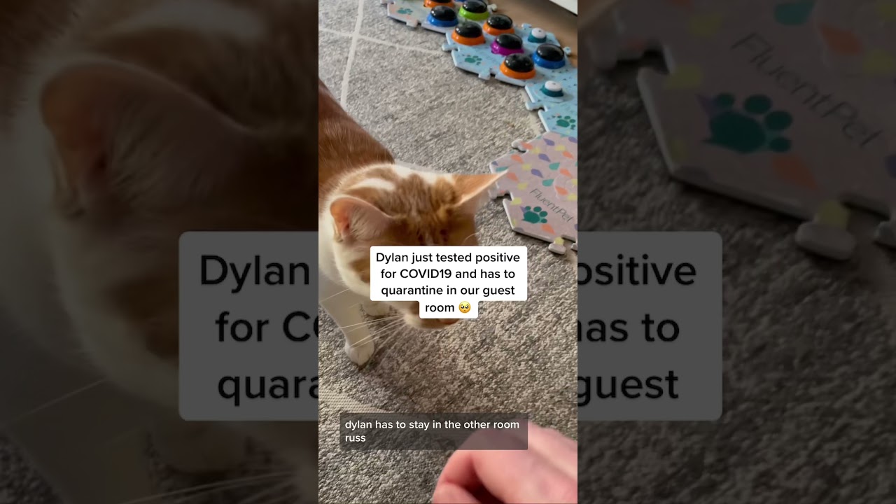 Is My Cat Actually This Aware? | CatManJohn