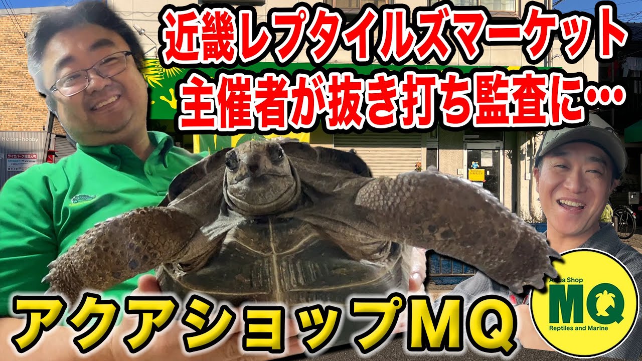 【アクアショップMQ】近畿レプタイルズマーケット主催店が抜き打ち監査に…