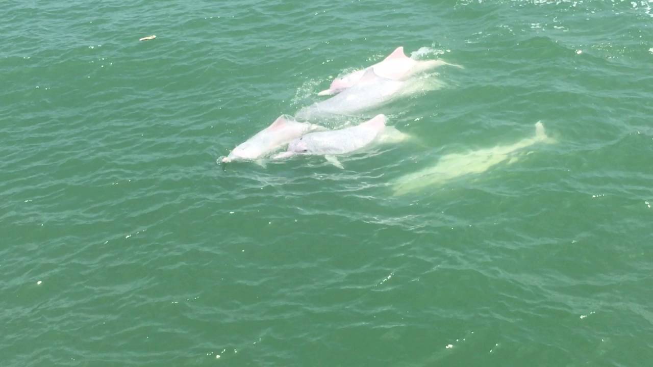 Chinese white dolphins playing in a large group (shared by HKDCS intern Robin)