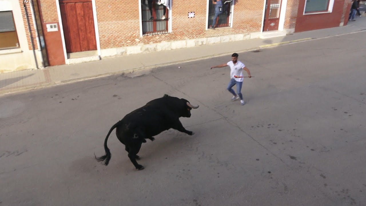 Rueda 2025 Toro de la Vendimia