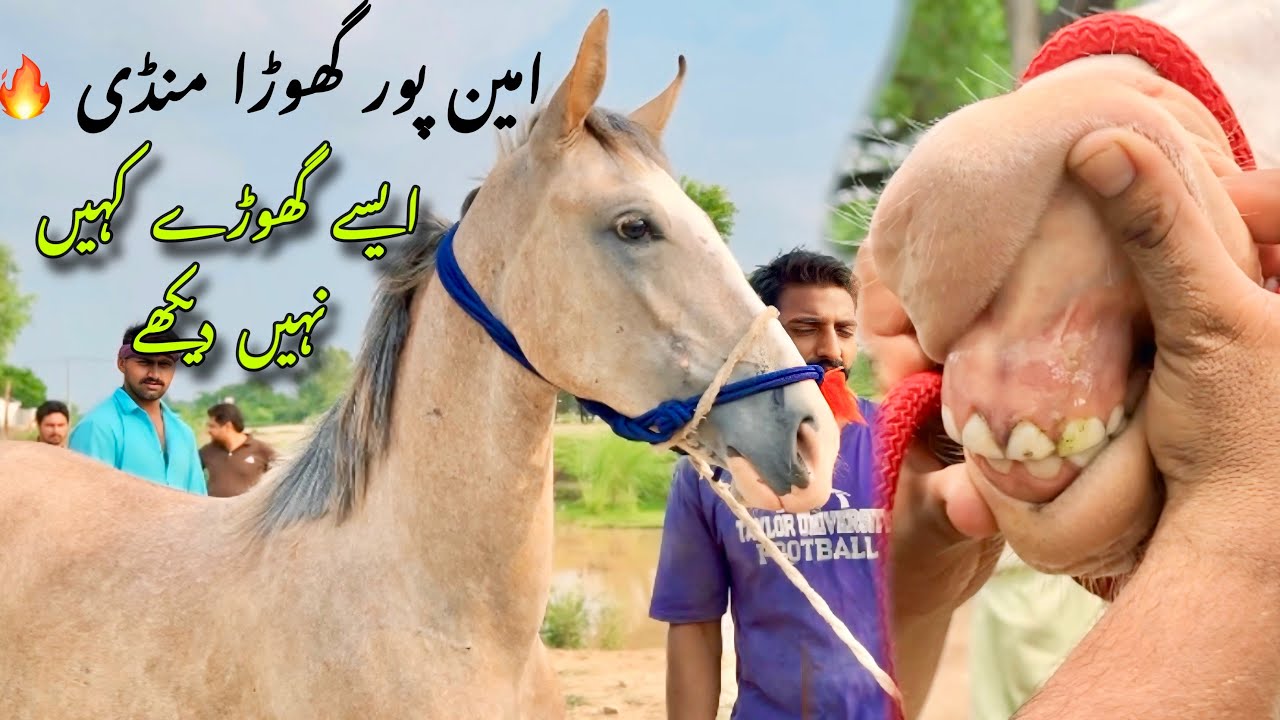 Aminpur Bangla Horse Mandi 2025 | Desi Horses for Sale in Pakistan | Ghoda Mandi Tour