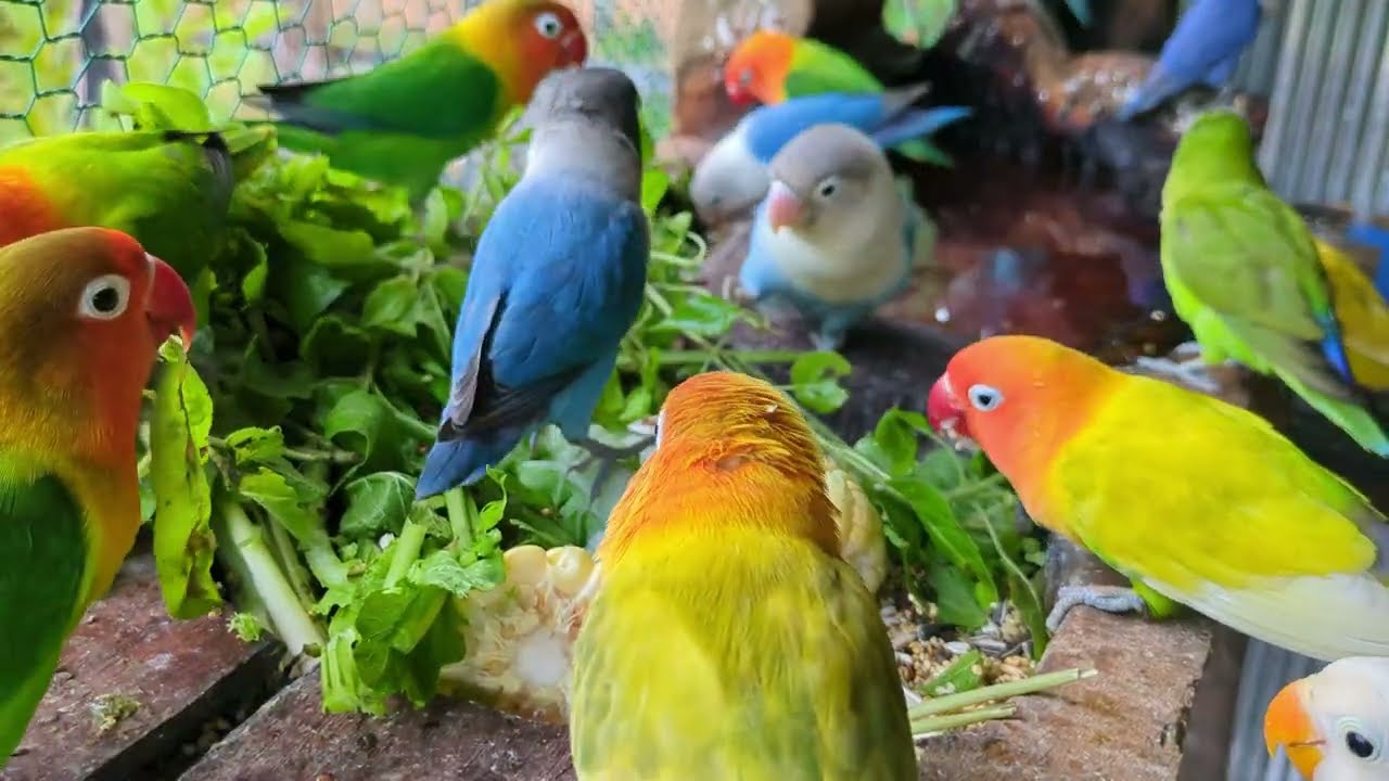 Lovebird Colorful 💚❤️#lovebirds #sunconure #parrotlover #birds #cutelovebird