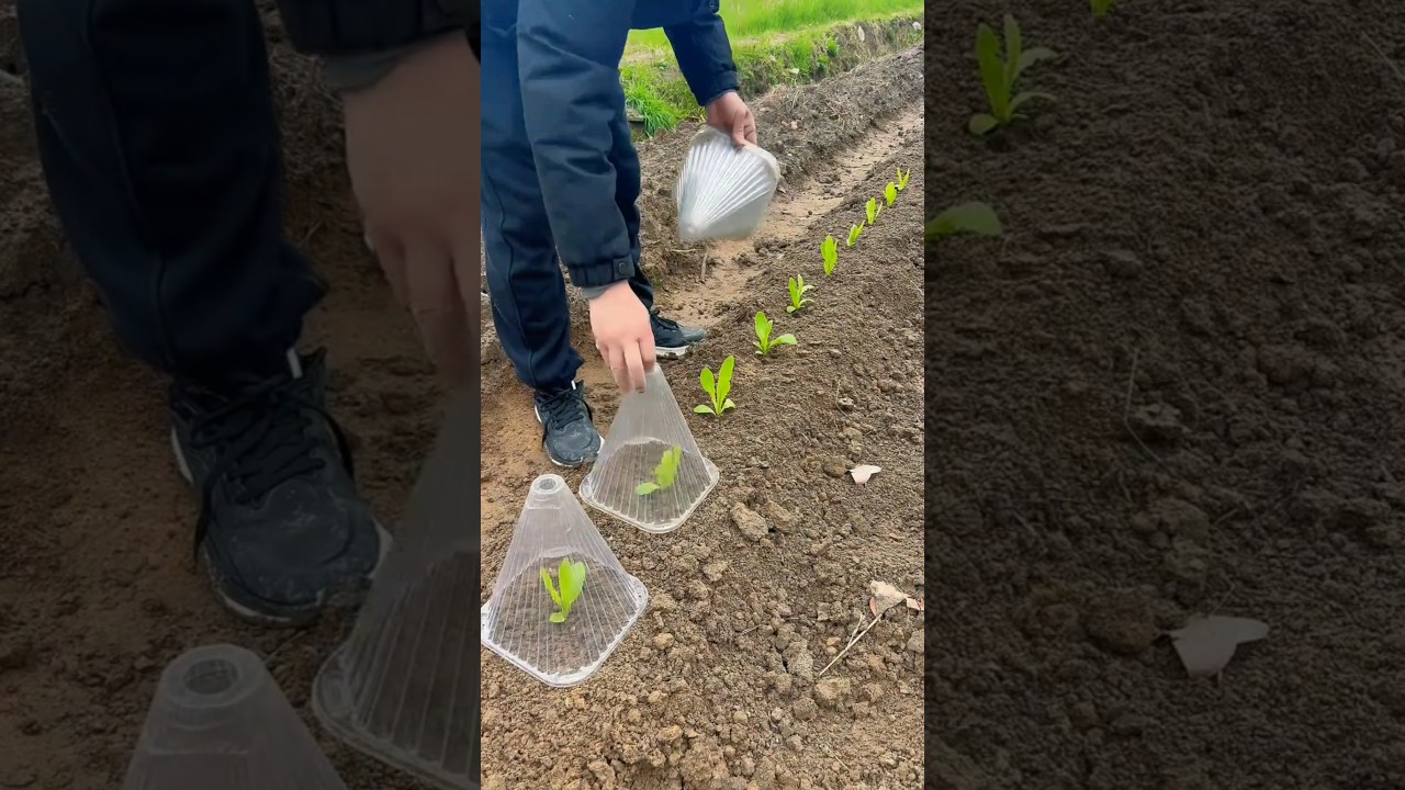 Seedling protective cover, Seedling Covering Tutorial #Agriculturaltools #viralvideo #farmingtools
