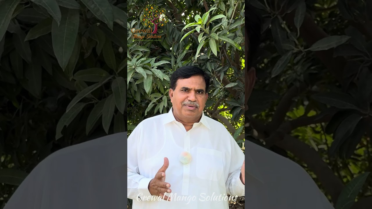 Maximizing Profit with Pakistan&rsquo;s Premium Mangoes: Sindhri, Chenab Gold, and Safaid Chaunsa