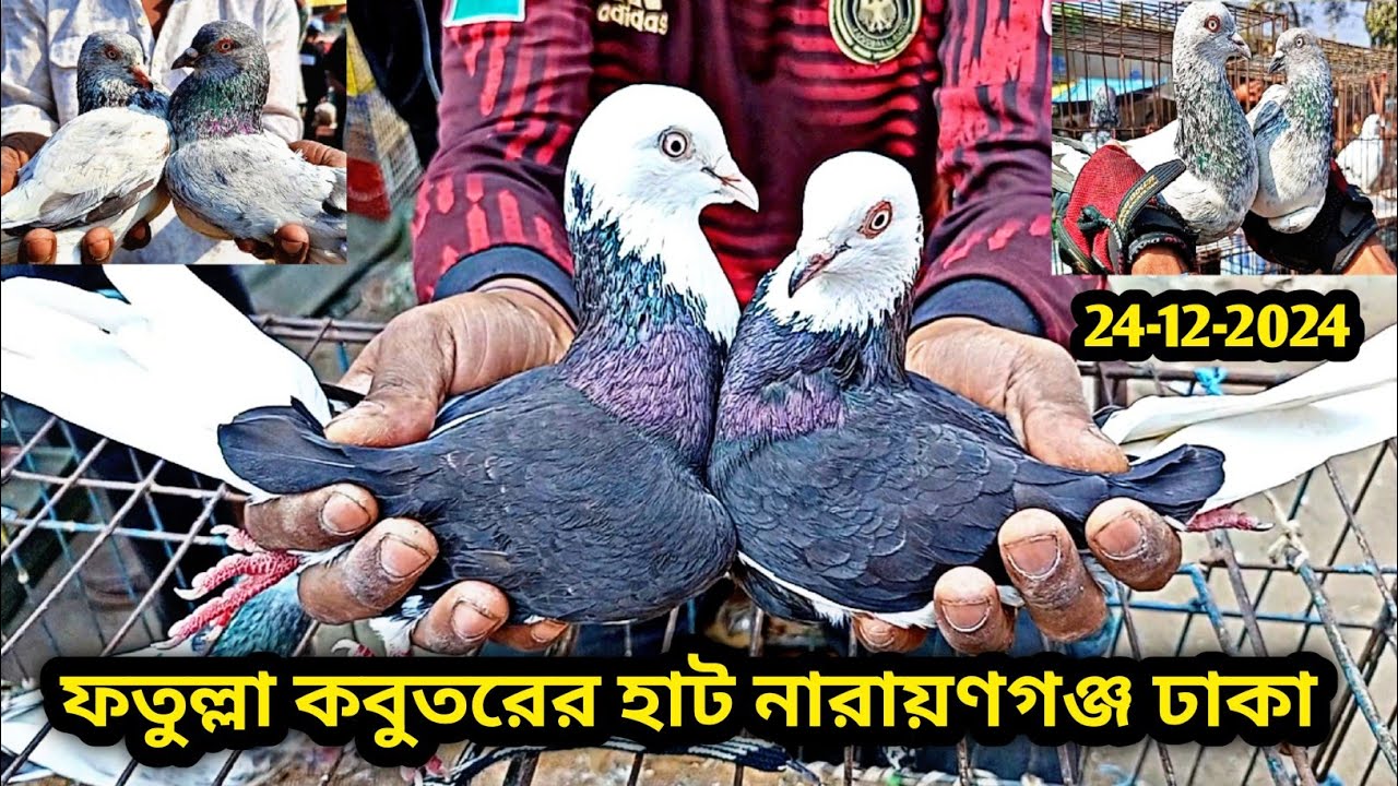 24-12-2024 ফতুল্লা কবুতরের হাট | Fatullah kobutor hat | কম দামে কবুতর | গিরিবাজ | Pigeons price bd