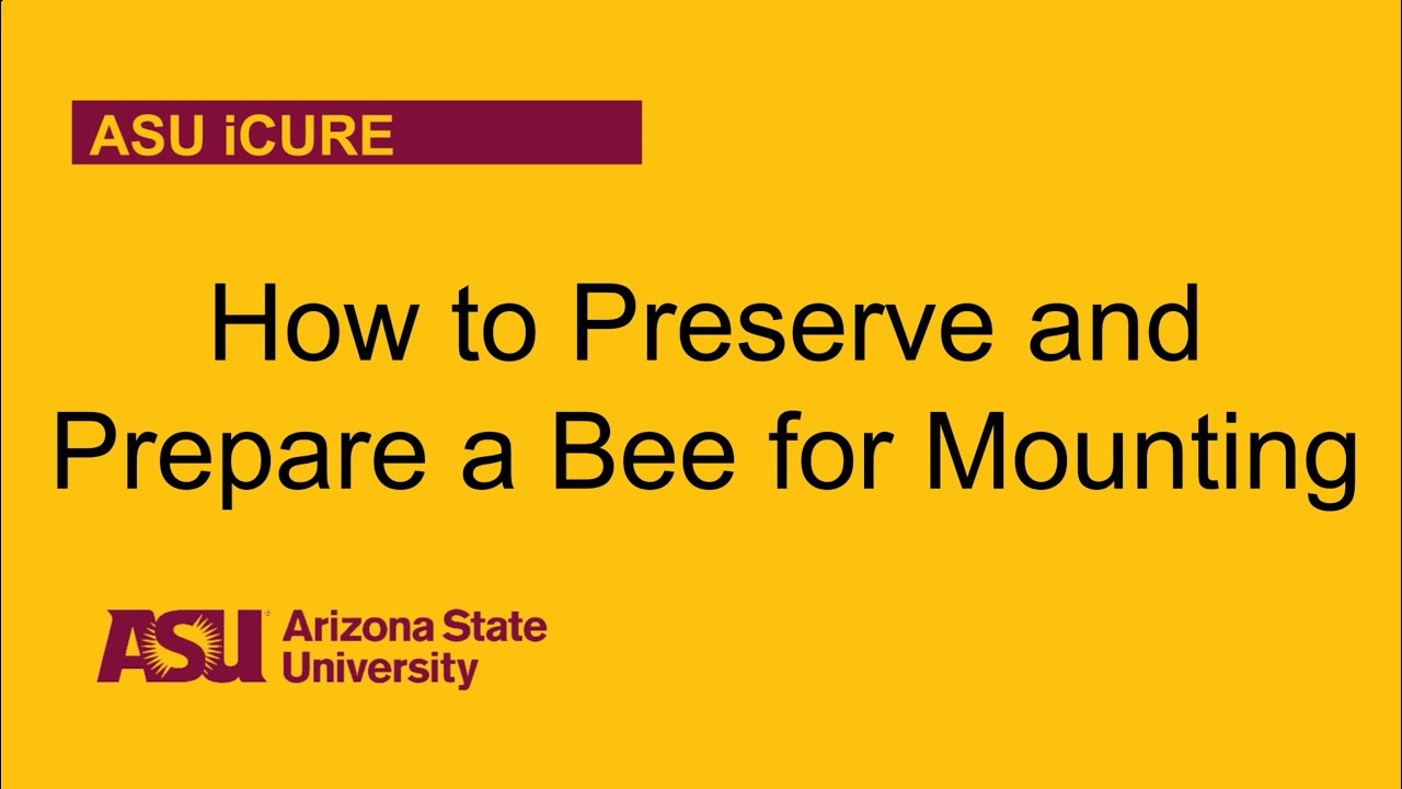 Preserving and Preparing Bee Specimens for Curation