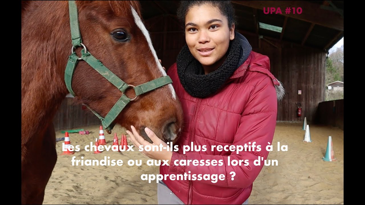 Cheval &eacute;tude 2 : Les chevaux sont-ils plus r&eacute;ceptifs &agrave; la friandise ou aux caresses ?