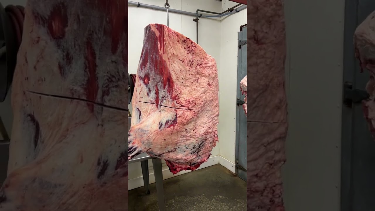 Seperating a Tajima Wagyu Beef Chuck from the Rib. 🔪🐂🥩 