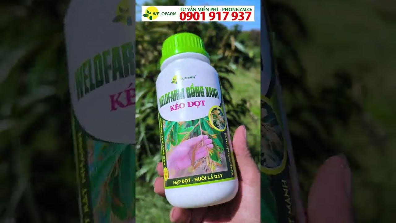 CÁCH PHUN THUỐC CHO RA? CÁCH PHUN KÉO CƠI ĐỌT RA NHANH ĐỒNG LOẠT - CÂY NHANH LỚN