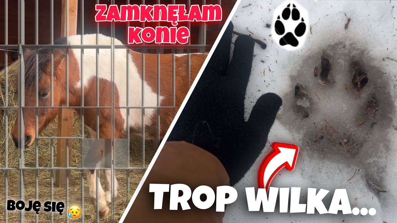 WATAHA WILKÓW ZAGRYZŁA KONIA W NASZEJ OKOLICY…