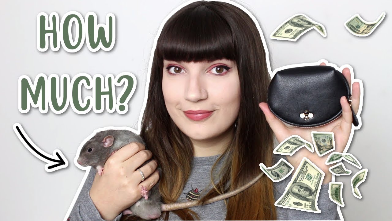 💰 HOW MUCH DO RATS COST? 💰