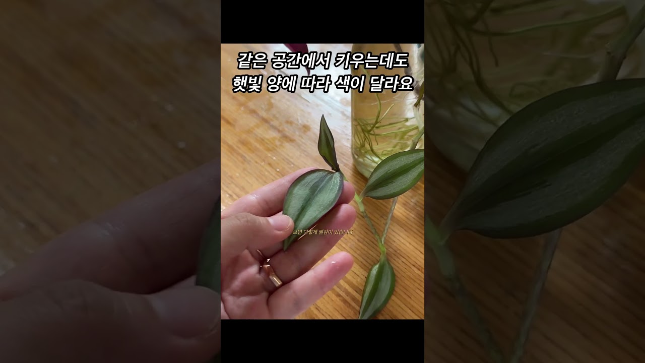 #달개비 #자주달개비 #쉬운식물 #키우기쉬운식물 #초보식물 #식물키우기 #화초관리 #정원놀이 #식물인테리어 #식물추천 #식물 #플랜테리어 #식물꾸미기 #베란다정원 #식물관리
