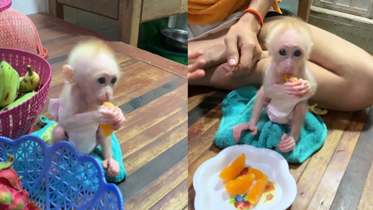 The Cutest Snack Time! Newborn Monkey in a Ruffled Diaper Eats an Orange 🐒
