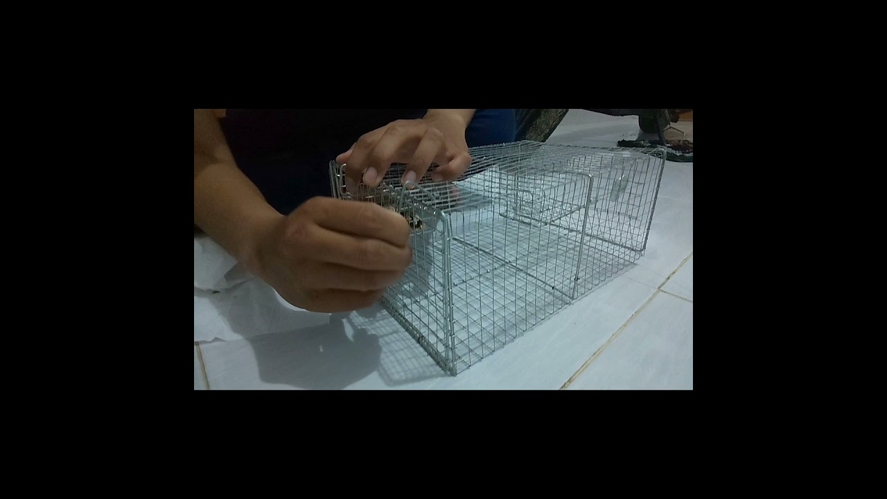 Cara Memasang Perangkap Tikus || Jebakan Tikus Modern!!