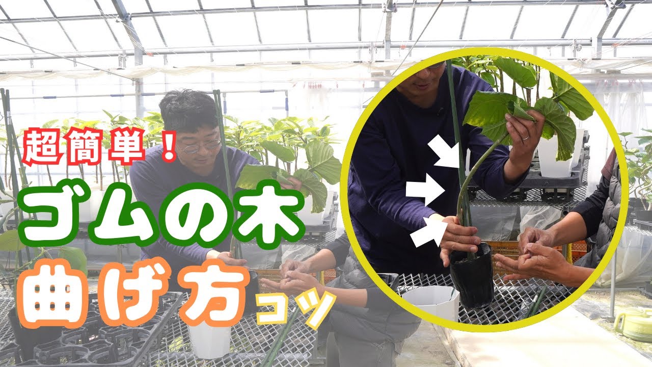超簡単！ゴムの木曲げ方【観葉植物】