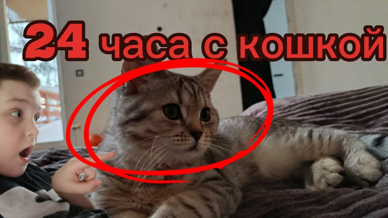 24 ЧАСА С КОШКОЙ! 5 челленджов с кошкой😺