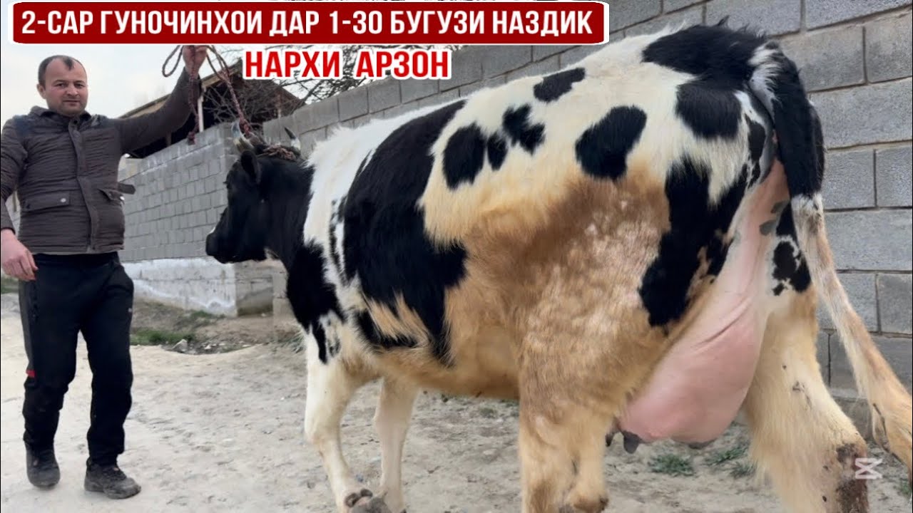 2-САР ҒУНОҶИНИ ДАР ЯКУМ ЗОЙ БУҒУЗИ НАЗДИК 17 марта 2026 г.
